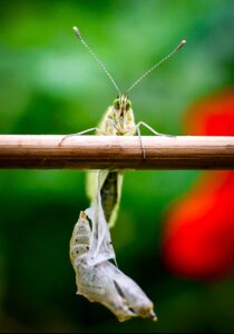 Cabbage White Butterfly Emerging From Chrysalis