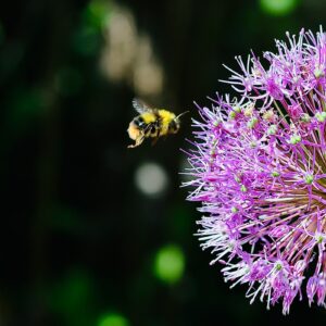 Incoming Bumble Bee