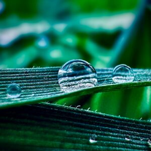 Morning Dew Drops