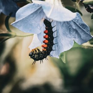 Peacock Butterfly Caterpillar Transforming Into Chrysalis