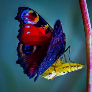 Peacock Butterfly Emerging From Chrysalis