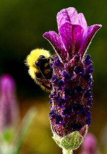 Bumblebee On Lavender Flower