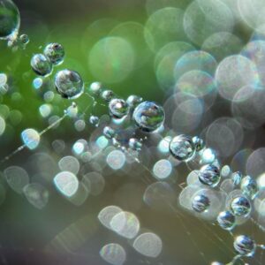 Irish Photographer Raindrops on spider web