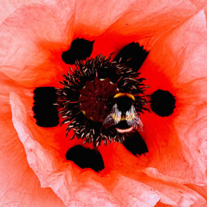 A Bumble Bee in a Red Poppy Flower